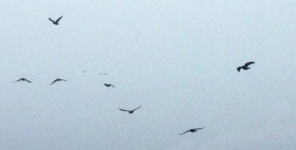 A M Zénon Wandering in Multi Universes of Mind and Life